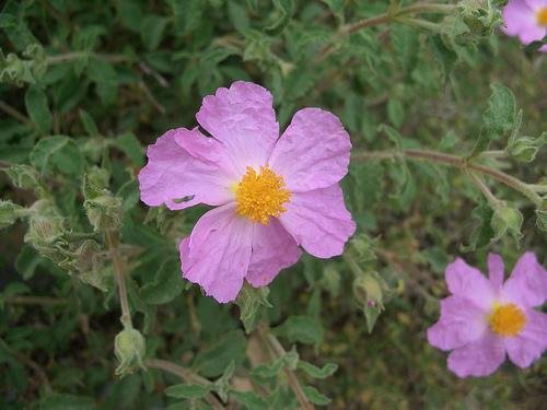 Cistus creticus  -  UNICA POBLACION PENINSULAR (HOCES RIO JUCAR)